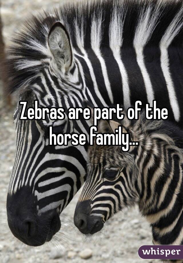Zebras are part of the horse family…