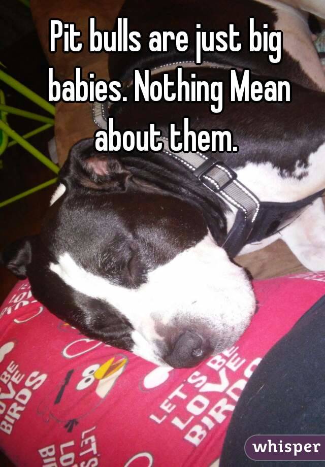 Pit bulls are just big babies. Nothing Mean about them. 