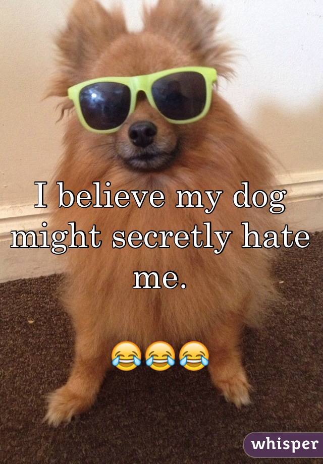I believe my dog might secretly hate me.

😂😂😂