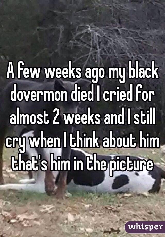 A few weeks ago my black dovermon died I cried for almost 2 weeks and I still cry when I think about him that's him in the picture 