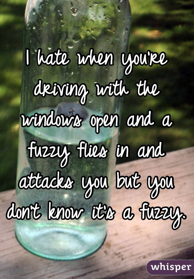 I hate when you're driving with the windows open and a fuzzy flies in and attacks you but you don't know it's a fuzzy. 