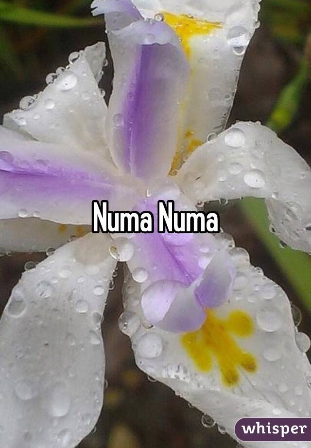 Numa Numa