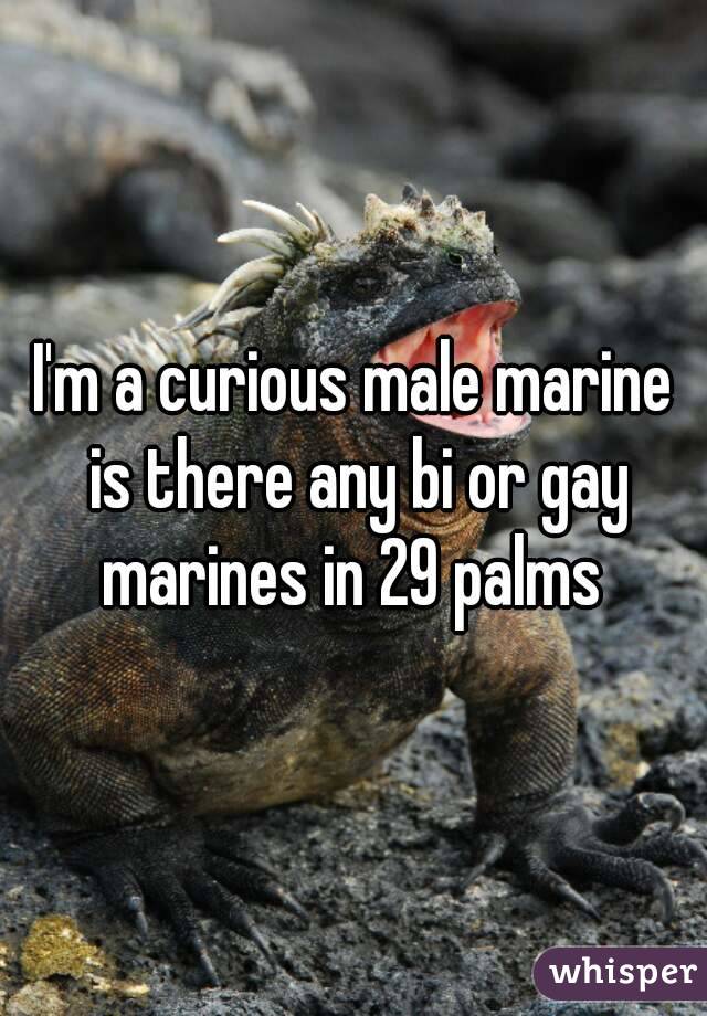I'm a curious male marine is there any bi or gay marines in 29 palms 