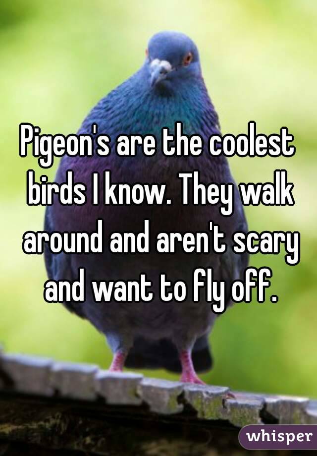 Pigeon's are the coolest birds I know. They walk around and aren't scary and want to fly off.