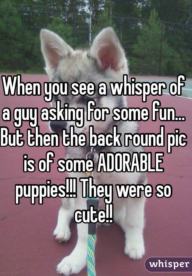 When you see a whisper of a guy asking for some fun...
But then the back round pic is of some ADORABLE puppies!!! They were so cute!!