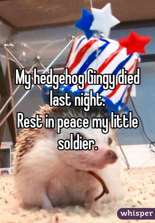 My hedgehog Gingy died last night. 
Rest in peace my little soldier.
