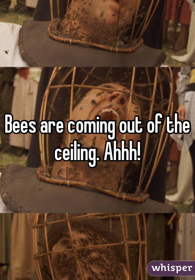 Bees are coming out of the ceiling. Ahhh!
