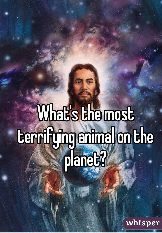 What's the most terrifying animal on the planet?