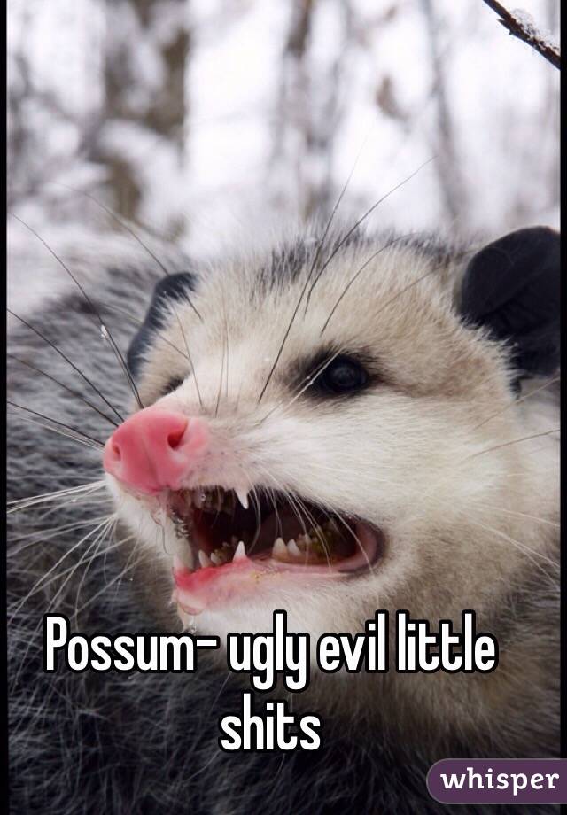 Possum- ugly evil little shits 