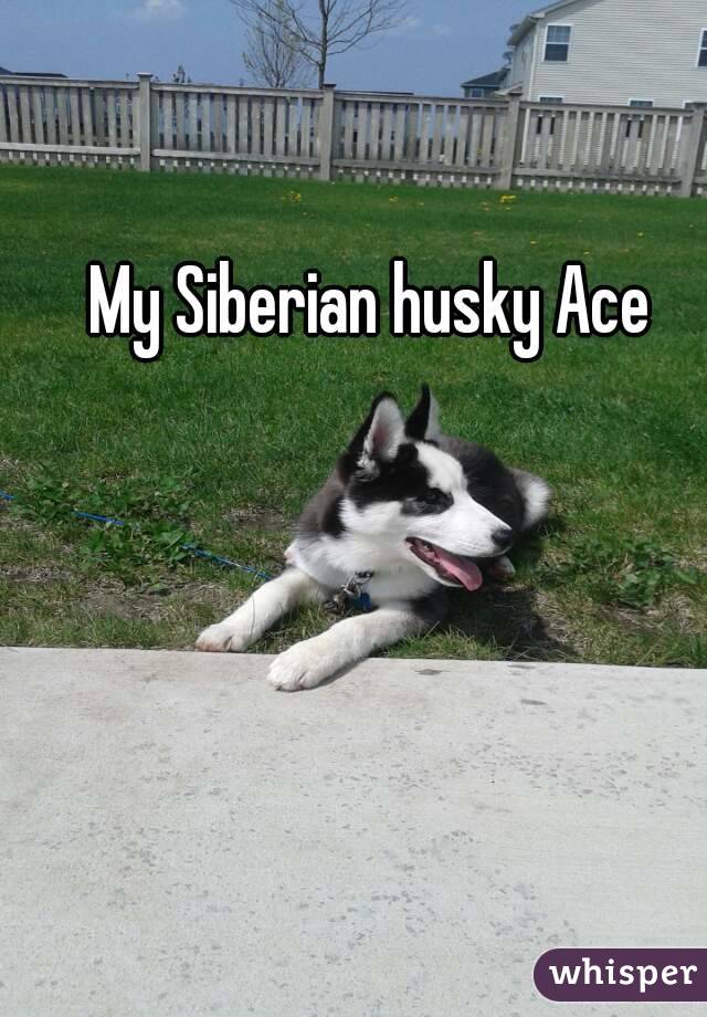 My Siberian husky Ace