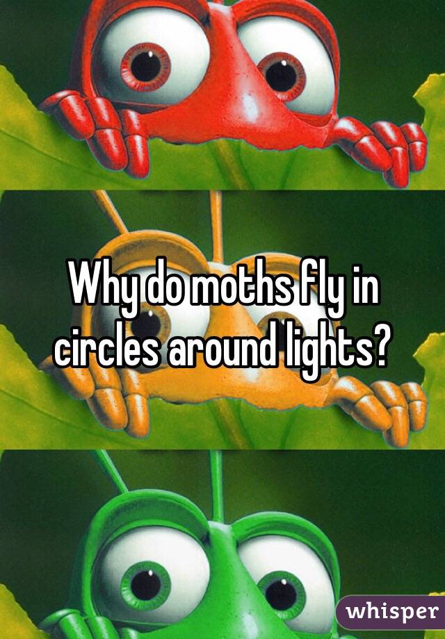 Why do moths fly in circles around lights?