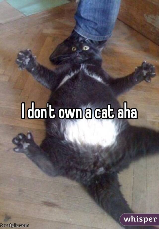 I don't own a cat aha 