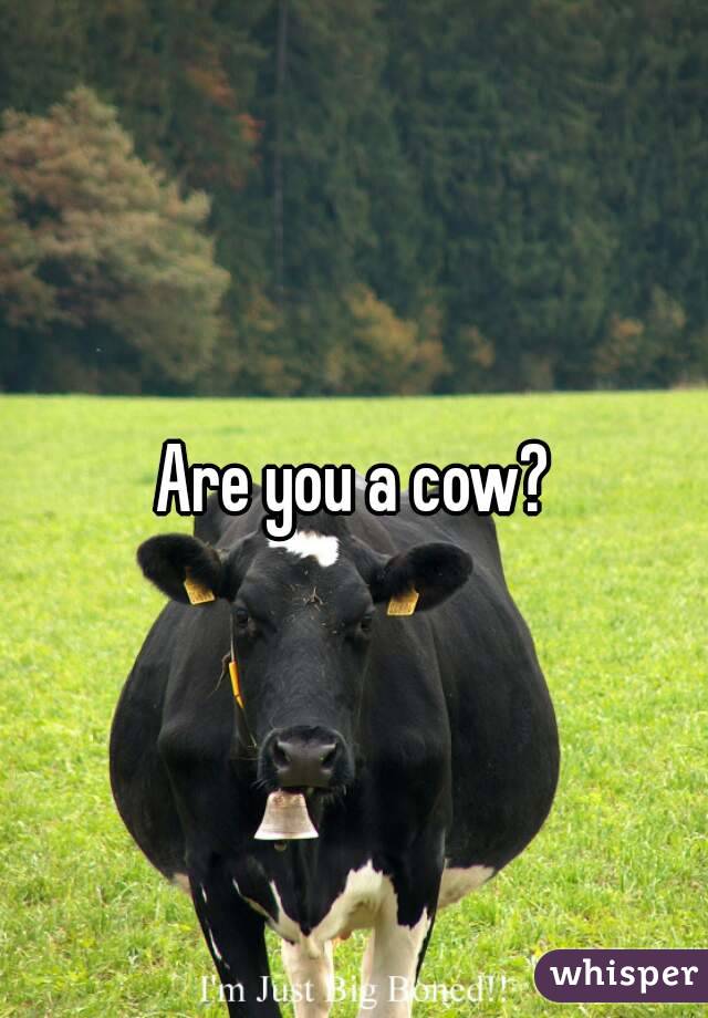 Are you a cow?