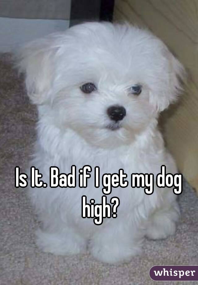 Is It. Bad if I get my dog high?