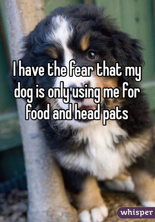 I have the fear that my dog is only using me for food and head pats