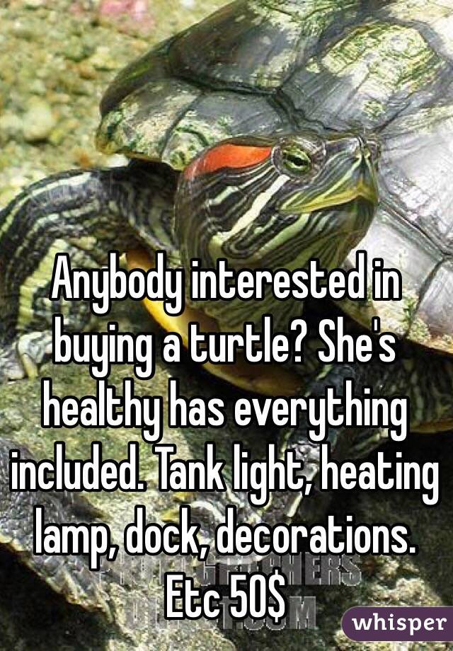 Anybody interested in buying a turtle? She's healthy has everything included. Tank light, heating lamp, dock, decorations. Etc 50$