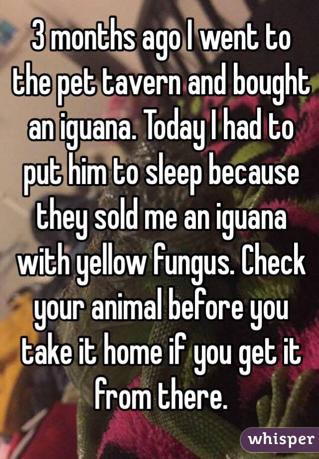 3 months ago I went to the pet tavern and bought an iguana. Today I had to put him to sleep because they sold me an iguana with yellow fungus. Check your animal before you take it home if you get it from there. 