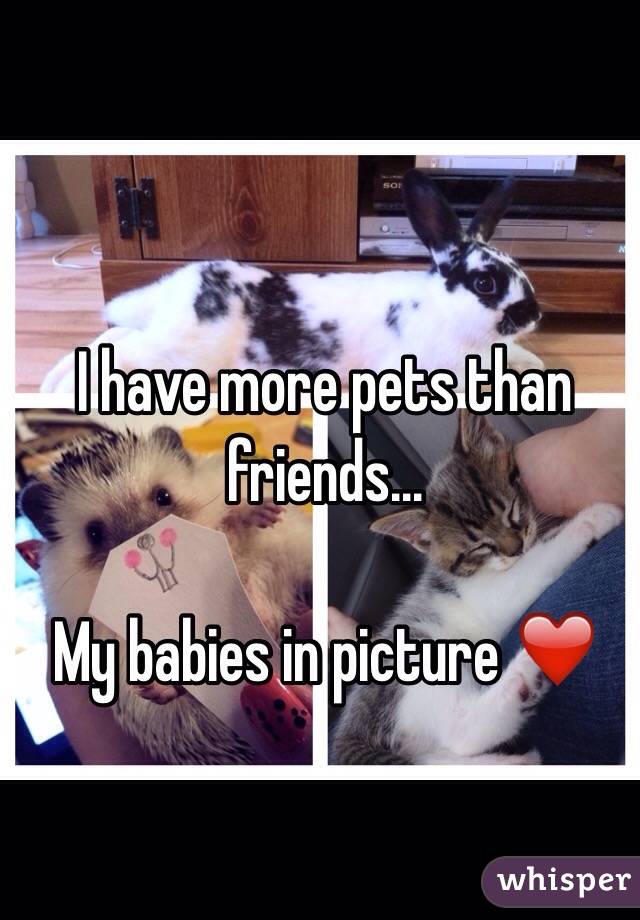 I have more pets than friends...

My babies in picture ❤️
