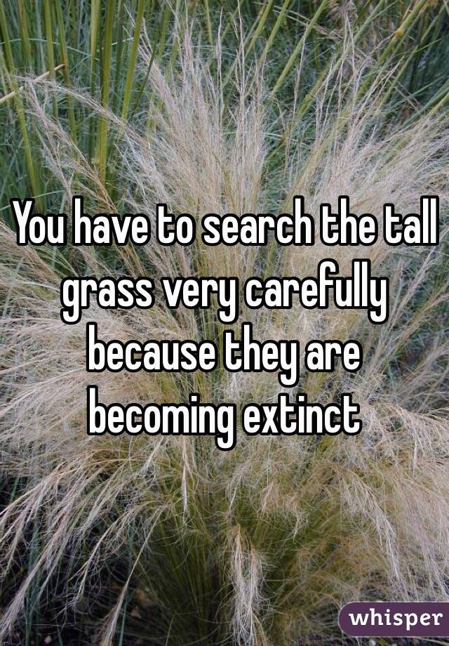 You have to search the tall grass very carefully because they are becoming extinct 