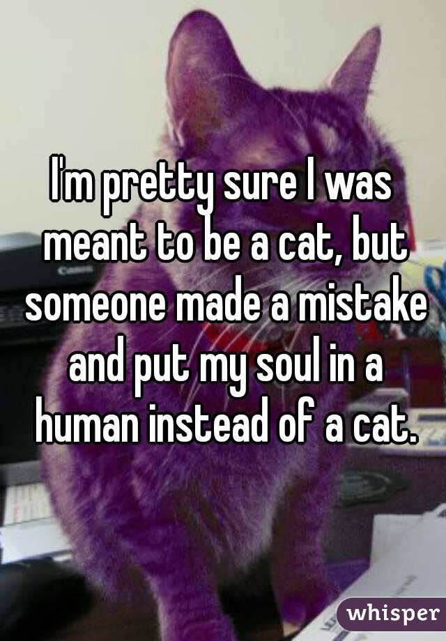 I'm pretty sure I was meant to be a cat, but someone made a mistake and put my soul in a human instead of a cat.