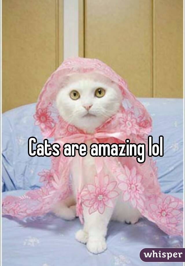 Cats are amazing lol