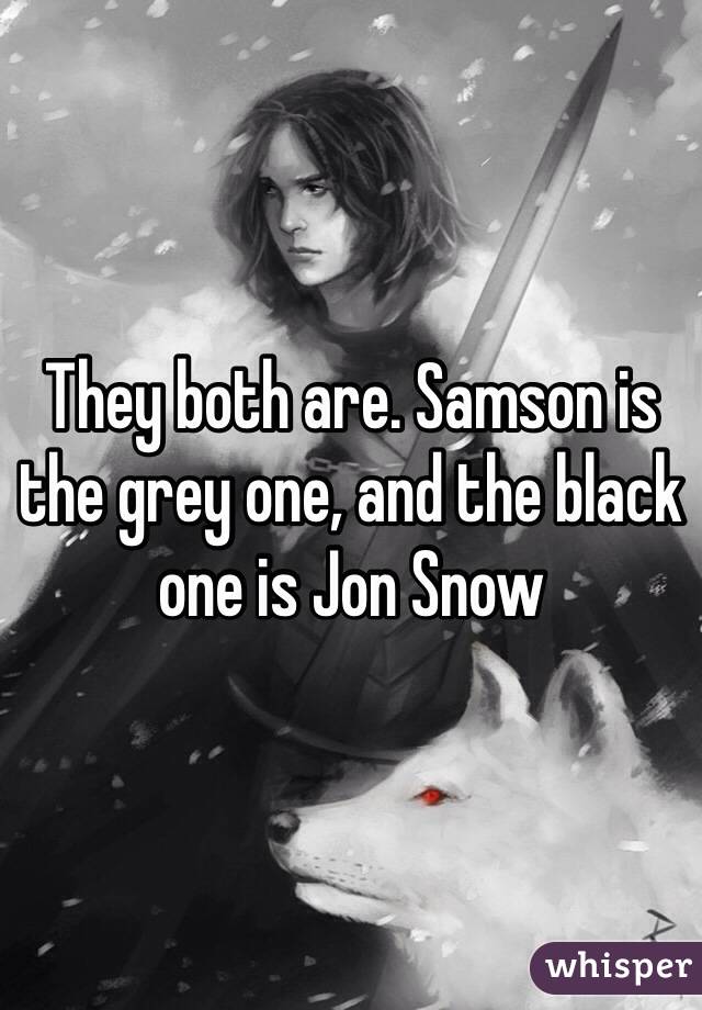 They both are. Samson is the grey one, and the black one is Jon Snow