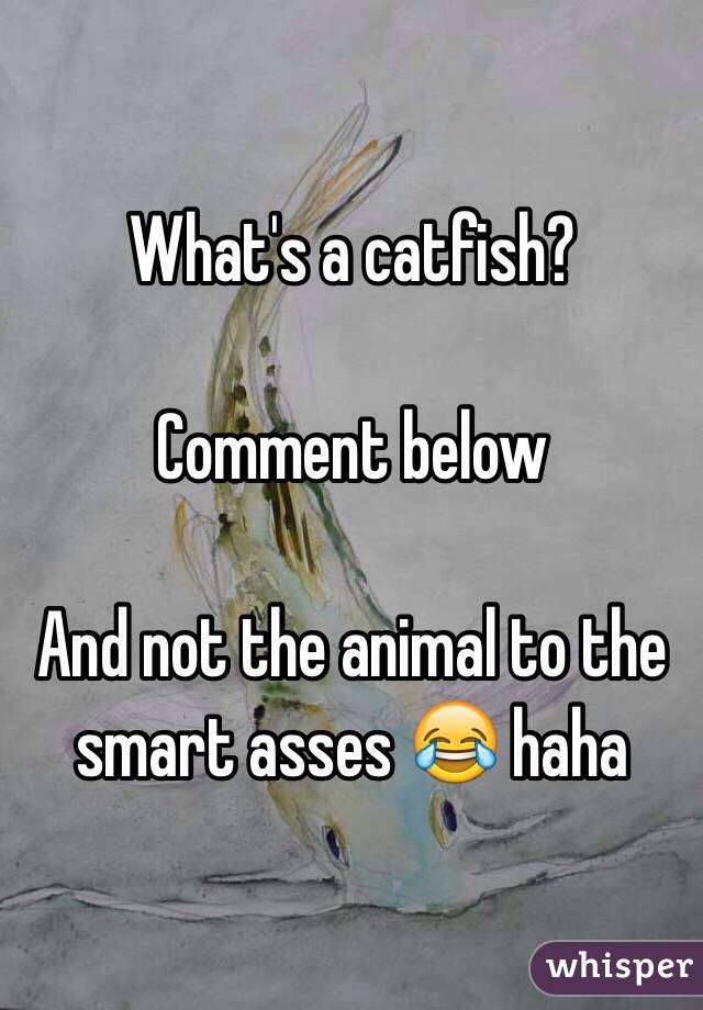 What's a catfish? 

Comment below 

And not the animal to the smart asses 😂 haha
