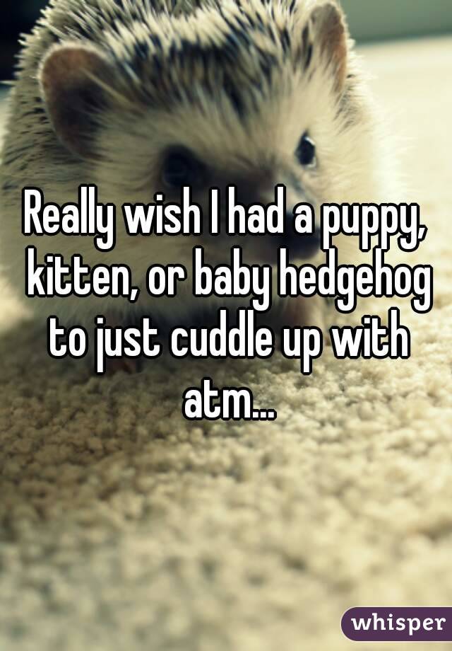 Really wish I had a puppy, kitten, or baby hedgehog to just cuddle up with atm...