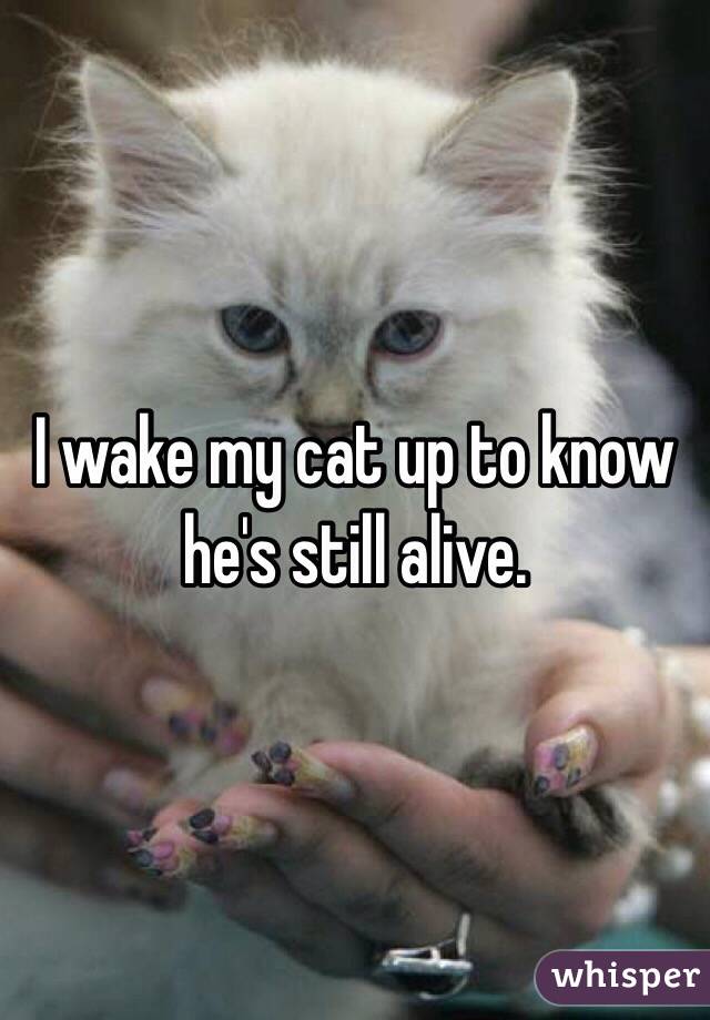 I wake my cat up to know he's still alive.