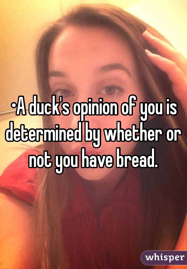 •A duck's opinion of you is determined by whether or not you have bread.