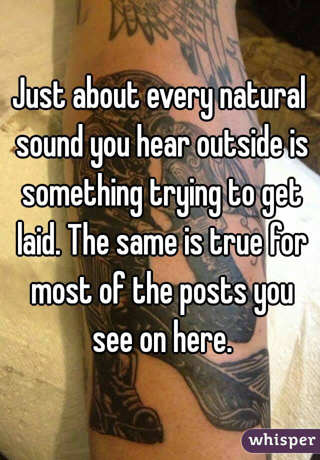 Just about every natural sound you hear outside is something trying to get laid. The same is true for most of the posts you see on here.