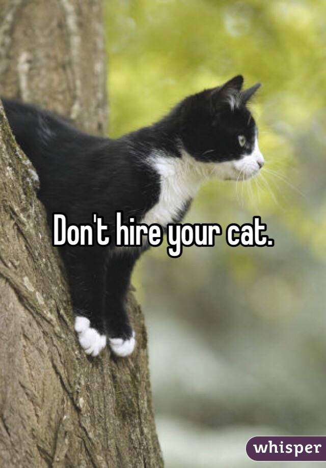 Don't hire your cat. 