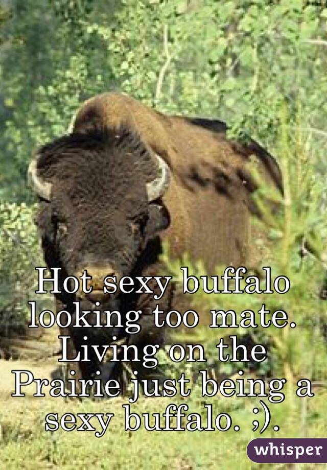 Hot sexy buffalo looking too mate. Living on the Prairie just being a sexy buffalo. ;). 