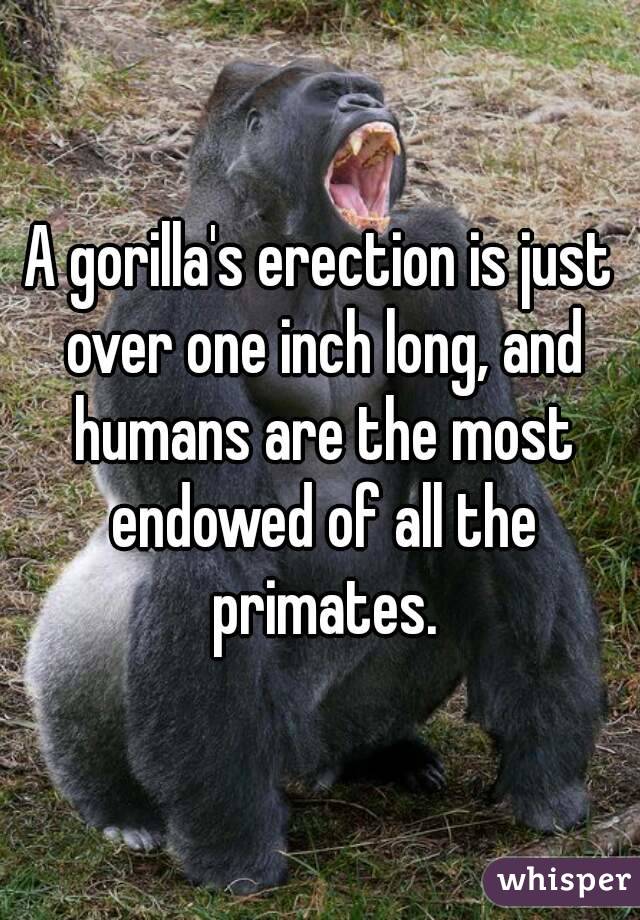 A gorilla's erection is just over one inch long, and humans are the most endowed of all the primates.