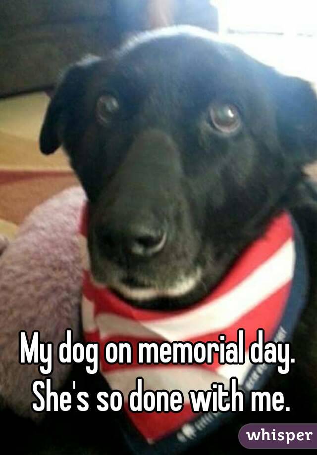 My dog on memorial day. She's so done with me.