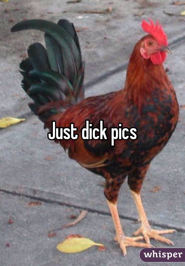 Just dick pics