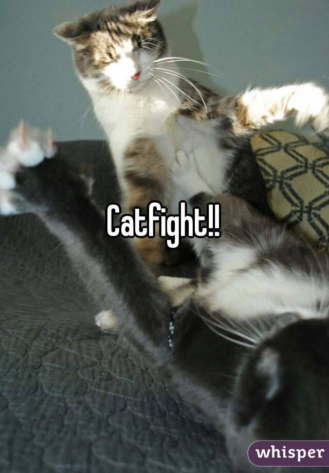 Catfight!!