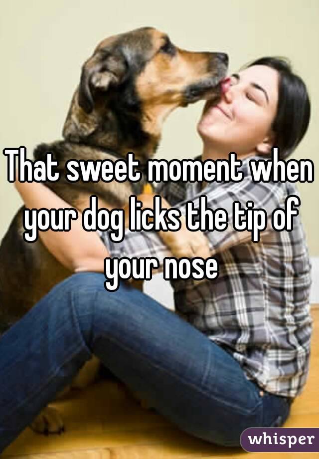 That sweet moment when your dog licks the tip of your nose