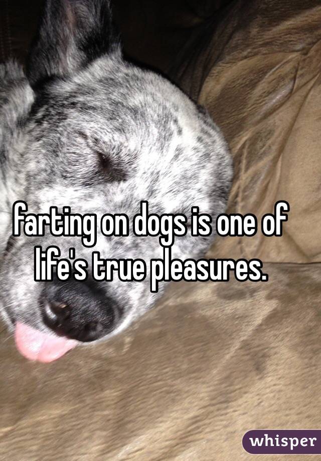 farting on dogs is one of life's true pleasures.