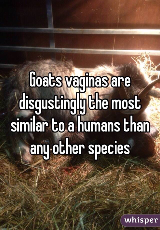 Goats vaginas are disgustingly the most similar to a humans than any other species