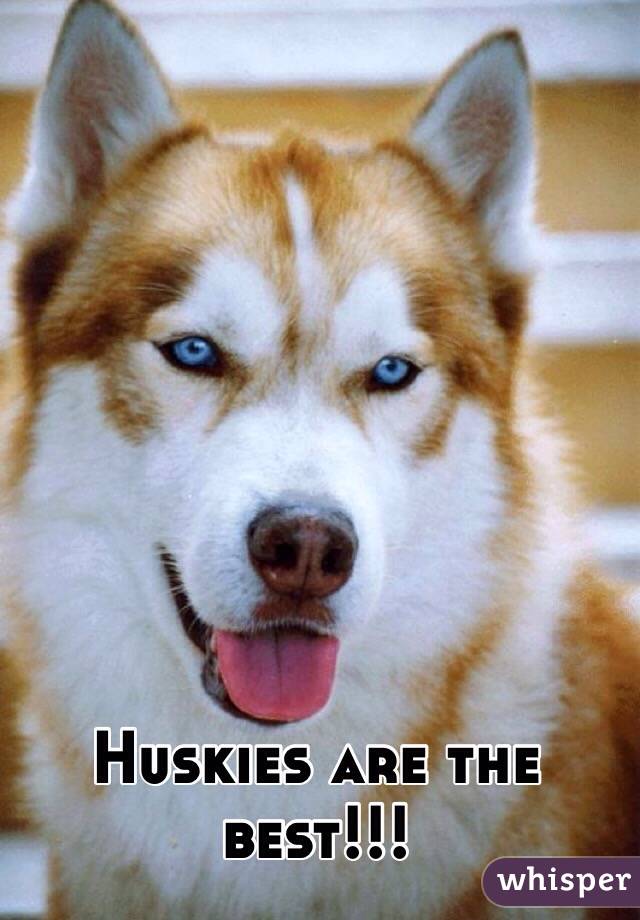 Huskies are the best!!! 