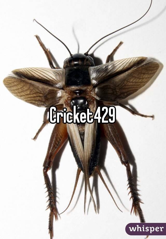 Cricket429