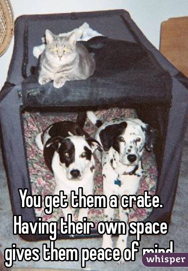 You get them a crate.  Having their own space gives them peace of mind.