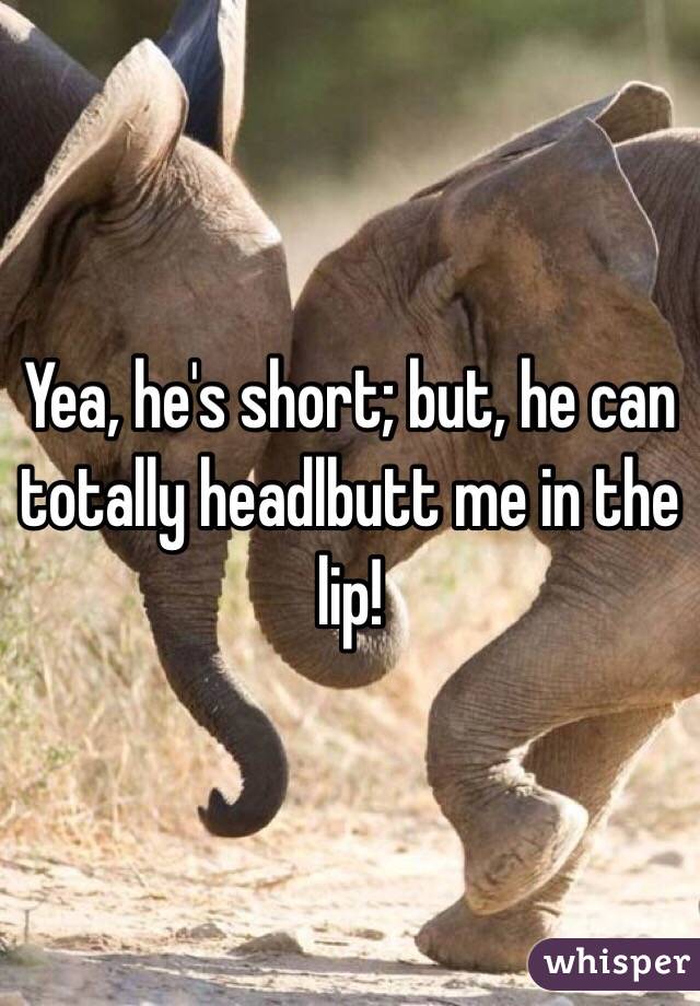 Yea, he's short; but, he can totally headlbutt me in the lip!