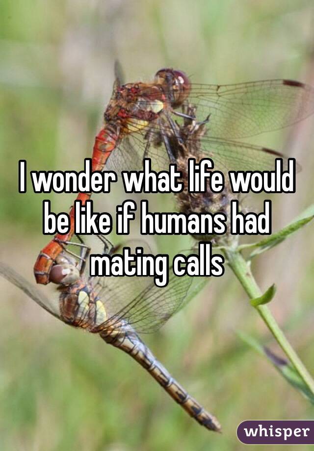 I wonder what life would be like if humans had mating calls 