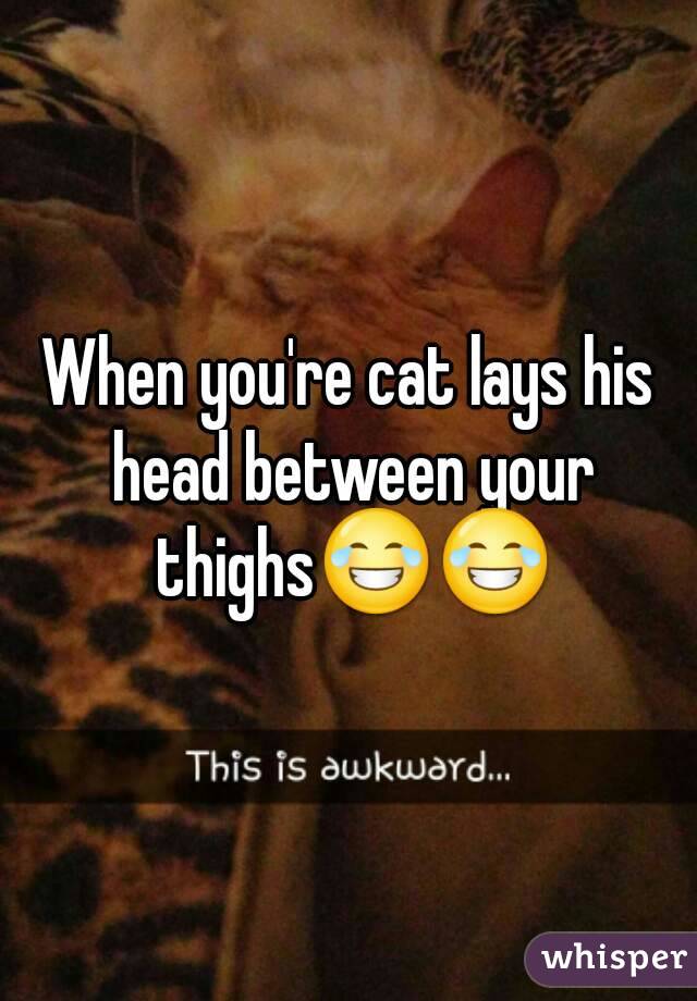 When you're cat lays his head between your thighs😂😂