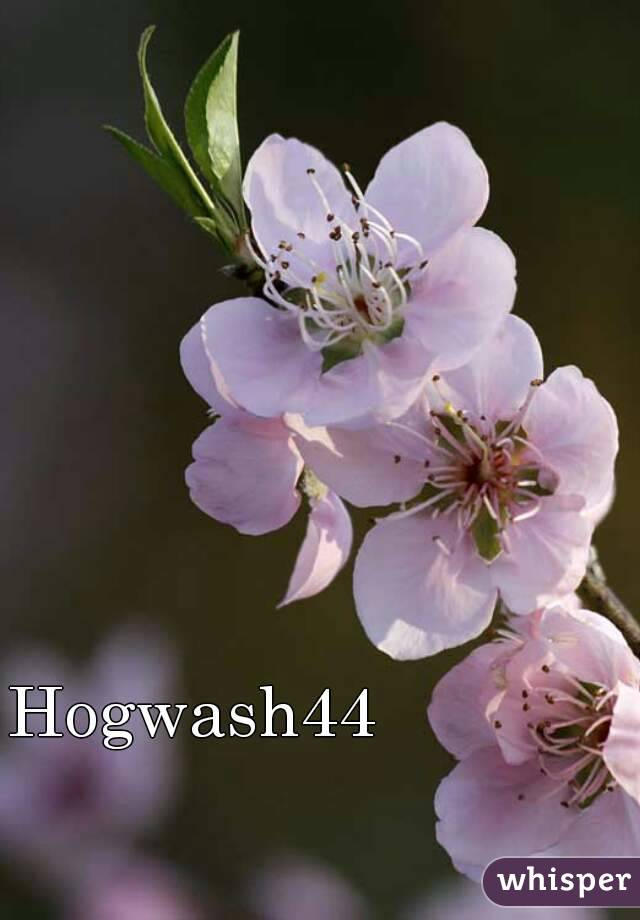 Hogwash44