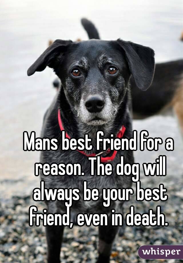 Mans best friend for a reason. The dog will always be your best friend, even in death. 