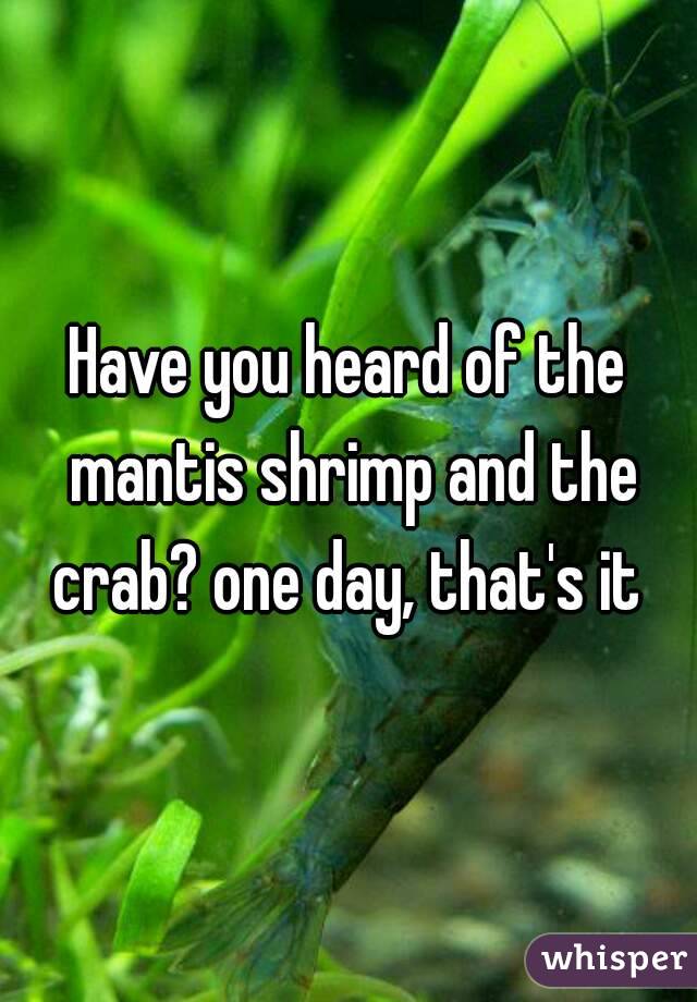 Have you heard of the mantis shrimp and the crab? one day, that's it 