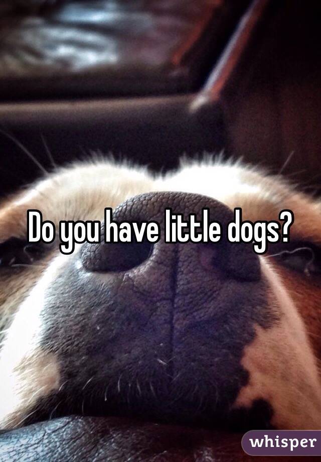 Do you have little dogs? 
